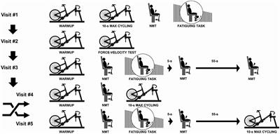 Quadriceps Muscle Fatigue Reduces Extension and Flexion Power During Maximal Cycling